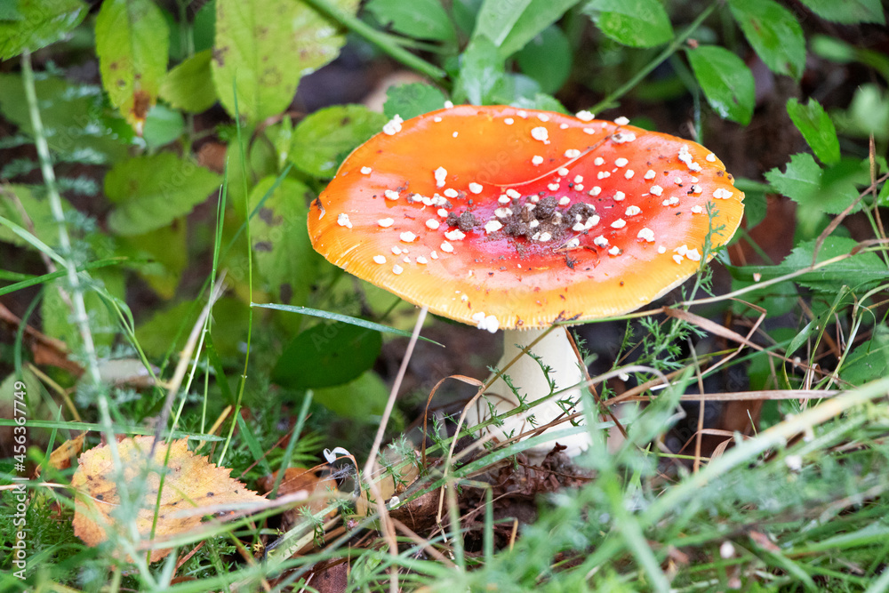 Amanita muscaria. Poisonous mushroom in nature. Fly agaric in forest Amanita muscaria. Poisonous mushroom in nature. Fly agaric in forest