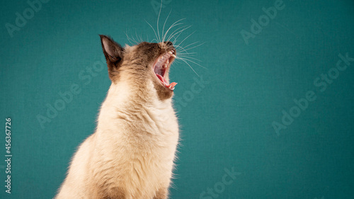 The Thai cat opened its mouth wide. the cat meows loudly