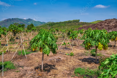 Papaya farm at Dien Khanh ward, Khanh Hoa province, Vietnam