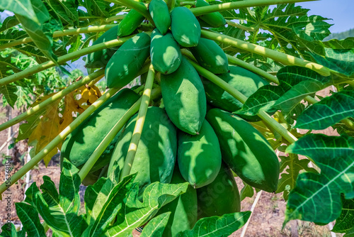 Papaya farm at Dien Khanh ward, Khanh Hoa province, Vietnam