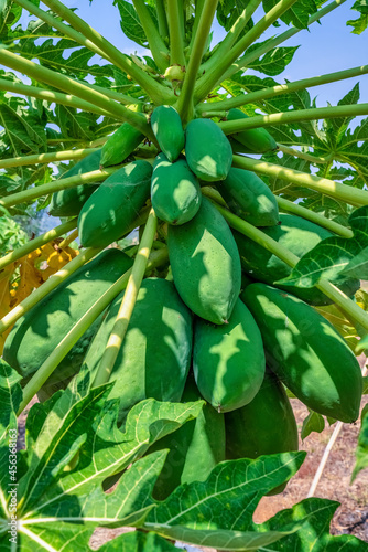 Papaya farm at Dien Khanh ward, Khanh Hoa province, Vietnam