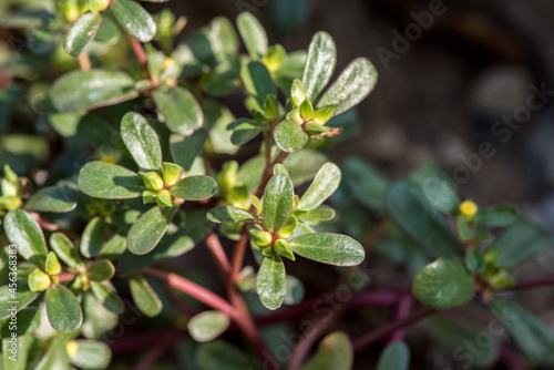 Purslane flowers and green leaves on natural background.