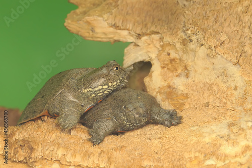 A number of new freshwater softshell turtles hatch from eggs. This soft shell turtle has the scientific name Amyda cartilaginea.  photo