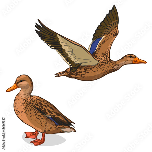 Two color ducks, vector illustration. A Duck, isolated on a white background.