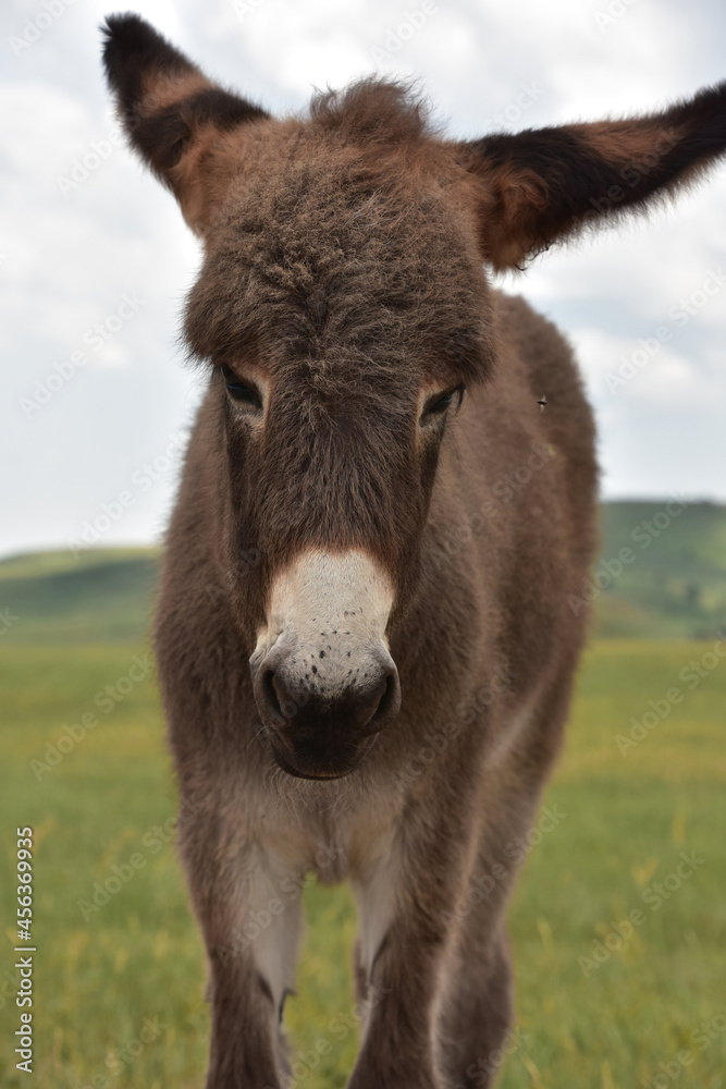 Fototapeta premium Adorable Brown Baby Burro Standing in a Meadow