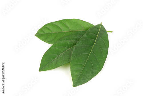 Litsea glutinosa green leaves isolated on white background.top view,flat lay.