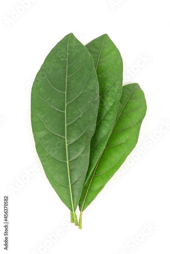 Litsea glutinosa green leaves isolated on white background.top view flat lay.
