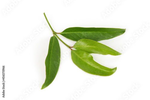 Baegu or gnetum gnemon branch green leaves isolated on white background.top view,flat lay.