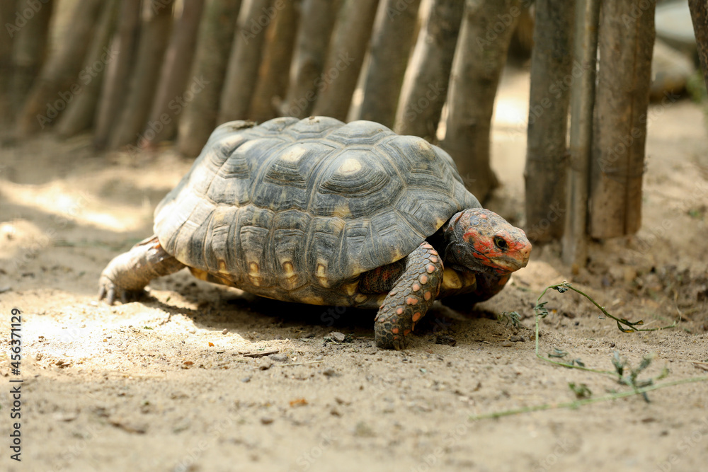 Beautiful tortoise in zoo enclosure. Wild animal Beautiful tortoise in zoo enclosure. Wild animal