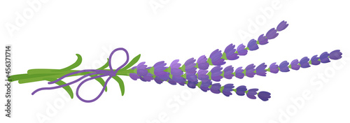 Fresh cut fragrant lavender plant flowers bunch. Vector cartoon illustration isolated on white.