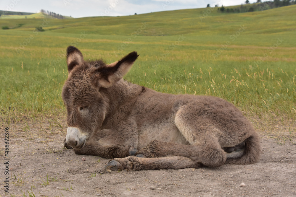 Soft Fluffy Baby Burro Curled Up and Resting Soft Fluffy Baby Burro Curled Up and Resting