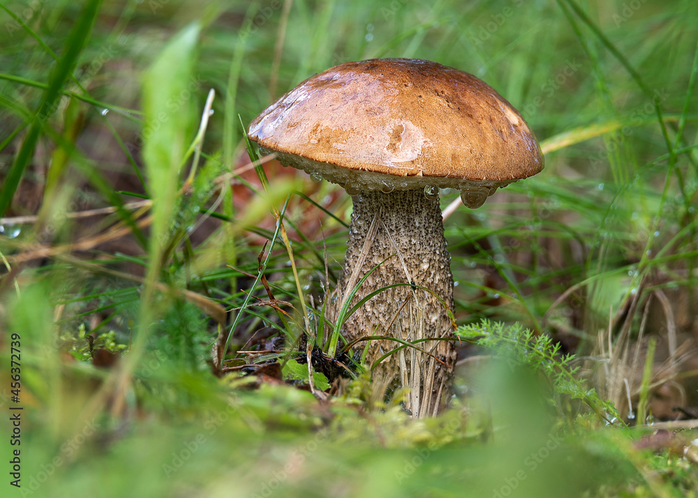 aspen bolete mushroom in the forest in the autumn season. aspen bolete mushroom in the forest in the autumn season.