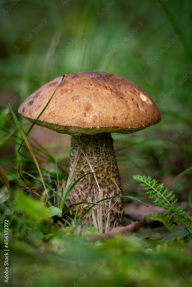 aspen bolete mushroom in the forest in the autumn season. aspen bolete mushroom in the forest in the autumn season.