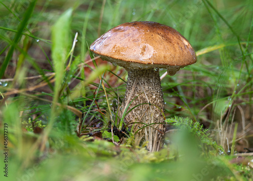 aspen bolete mushroom in the forest in the autumn season. © EriksFoTo