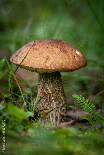 aspen bolete mushroom in the forest in the autumn season.
