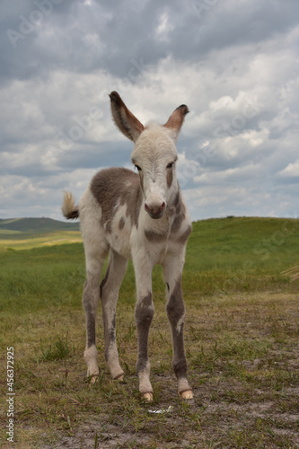 Baby Burro with Spots Standing in a Field