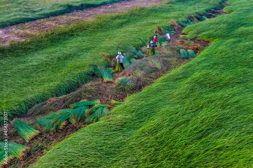 Farmer harvest Papyrus on the fields at Hoai Nhon, Binh Dinh, Vietnam photo