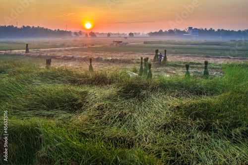 Farmer harvest Papyrus on the fields at Hoai Nhon, Binh Dinh, Vietnam photo