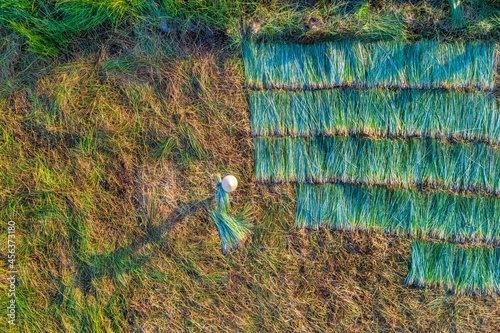 Farmer harvest Papyrus on the fields at Hoai Nhon, Binh Dinh, Vietnam photo