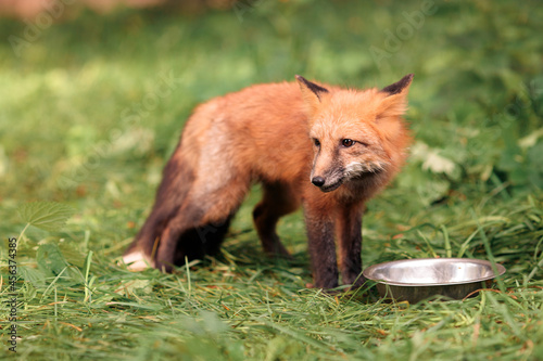 red fox runs on the green grass in the summer and drinks water from a metal bowl
