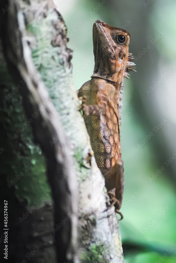 Fototapeta premium Calotes versicolor from Borneo