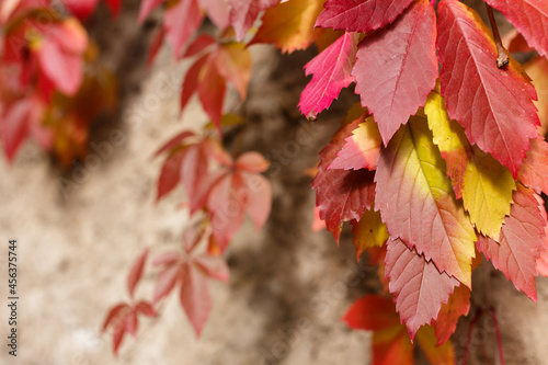 Colorful ivy on the wall in autumn. Red, autumn weaving on a stone wall. 