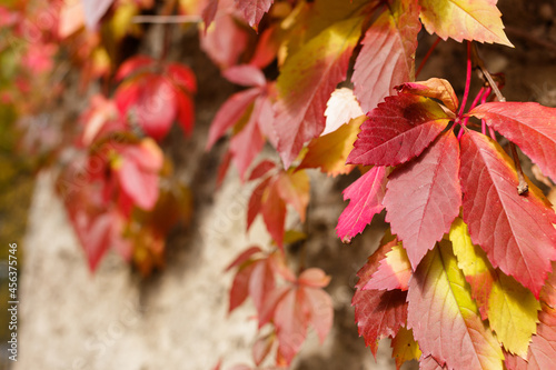 Colorful ivy on the wall in autumn. Red, autumn weaving on a stone wall. 