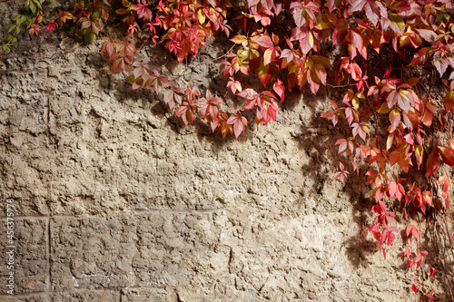 Colorful ivy on the wall in autumn. Red, autumn weaving on a stone wall. 