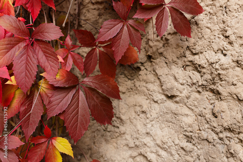 Colorful ivy on the wall in autumn. Red, autumn weaving on a stone wall. 