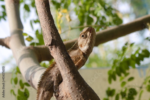 Indian Garden lizard on Tree Branch