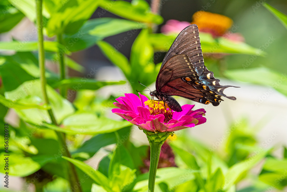 Obraz premium Black swallowtail butterfly perched on pink zinnia in flower garden