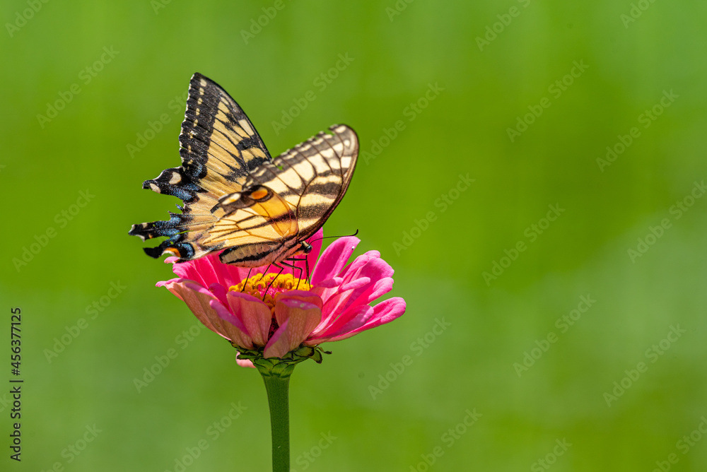 Swallowtail butterfly perched on pink zinnia flower with green background