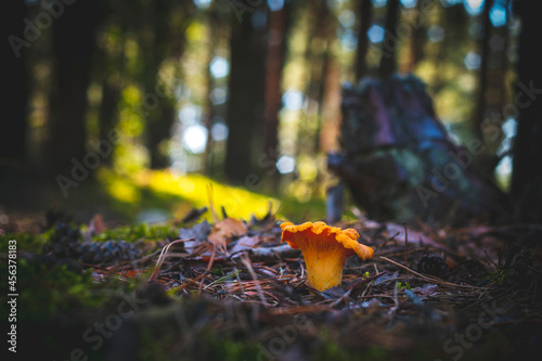 chanterelle mushroom in moss and coniferous forest