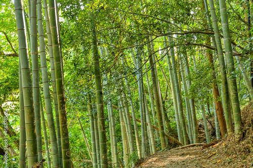 Bamboo forest  Japan