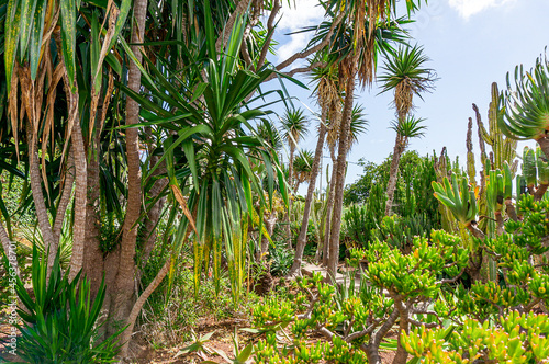 Beautiful botanical garden from Madeira Funchal. 