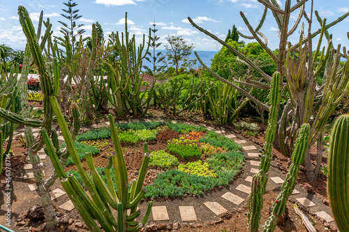 Cactus botanical garden from Madeira. Circle botanical garden 