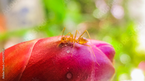 closeup of a red ant on the red Shampoo Ginger flower or Zingiber zerumbet