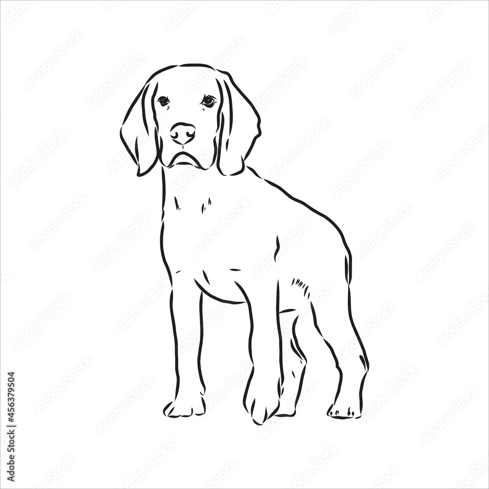 Fototapeta premium Decorative portrait of standing in profile beagle, vector isolated illustration in black color on white background