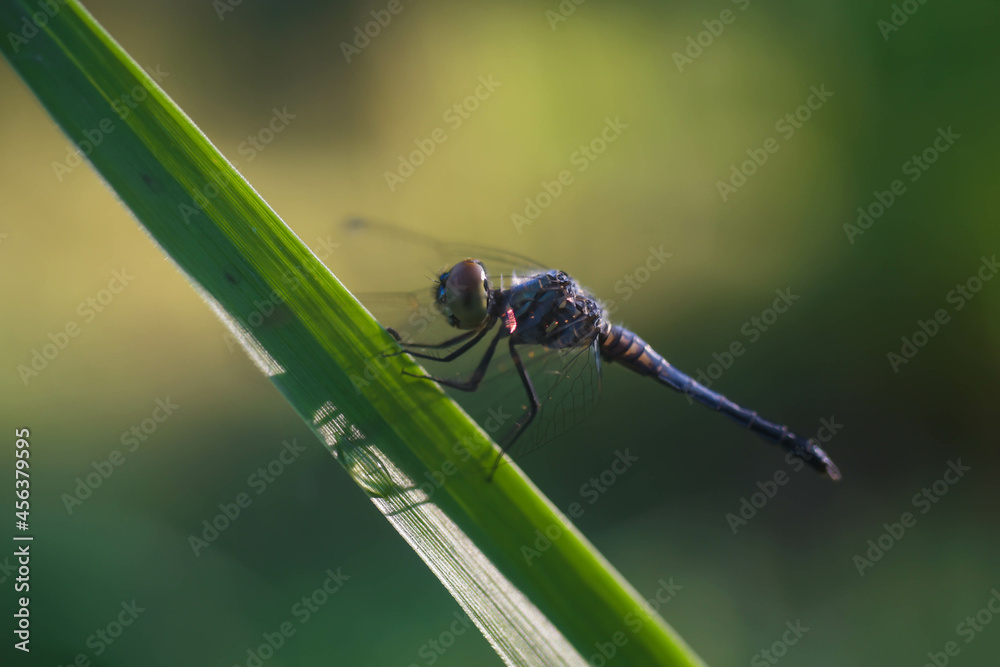 The dragonfly perched beautifully on the grass in the morning. The dragonfly perched beautifully on the grass in the morning.