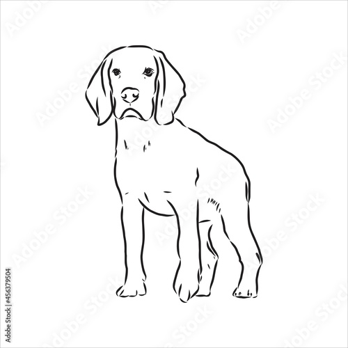 Decorative portrait of standing in profile beagle  vector isolated illustration in black color on white background