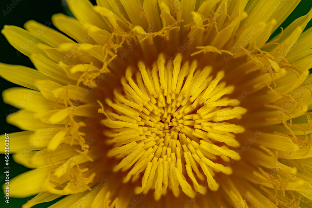 perfect beautiful great detailed macro close up of pretty yellow flower petals in bloom. Dandelion in its best perfect beautiful great detailed macro close up of pretty yellow flower petals in bloom. Dandelion in its best