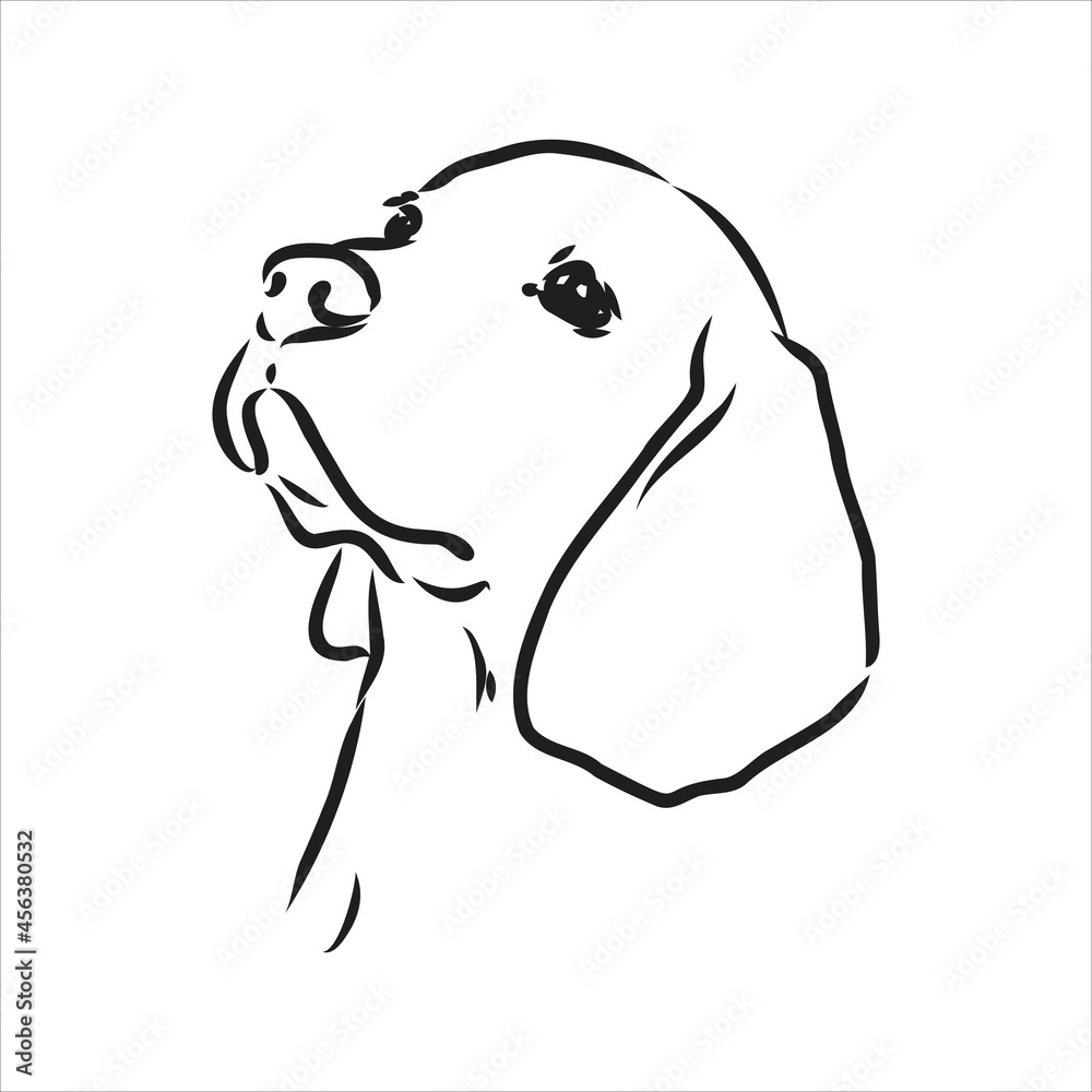 Decorative portrait of standing in profile beagle, vector isolated illustration in black color on white background