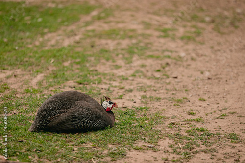 guinea fowl in a farm for birds sits on the ground eats worms and beetles