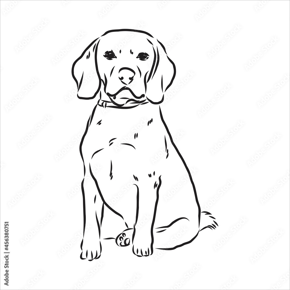 Decorative portrait of standing in profile beagle, vector isolated illustration in black color on white background