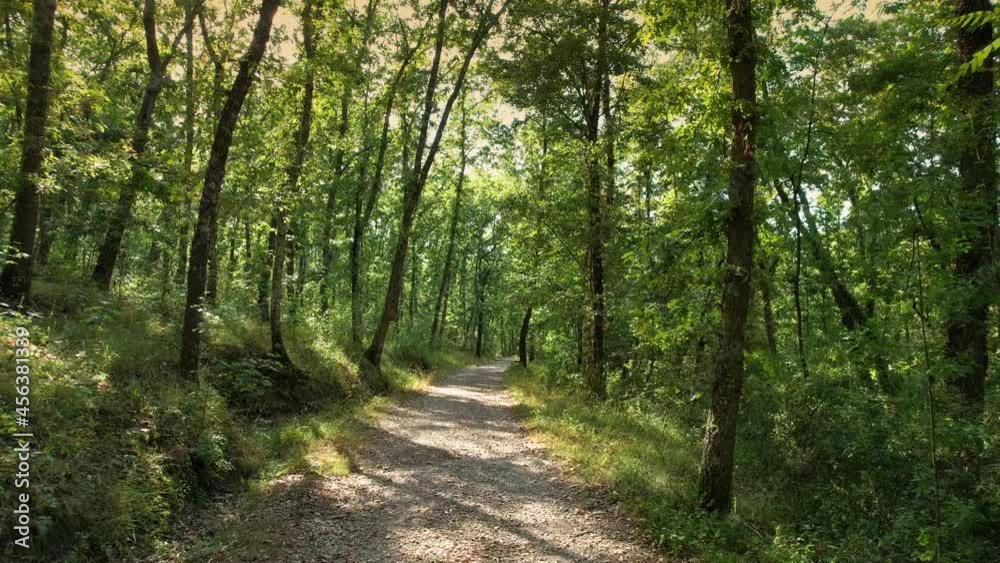 Fly through the oak forest during the summer. aerial shot of the forest. Slowly movement Fly through the oak forest during the summer. aerial shot of the forest. Slowly movement