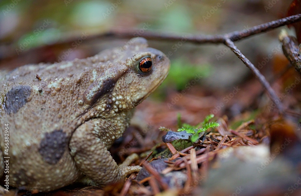 Obraz premium Crapaud - animal nature forêt - amphibien