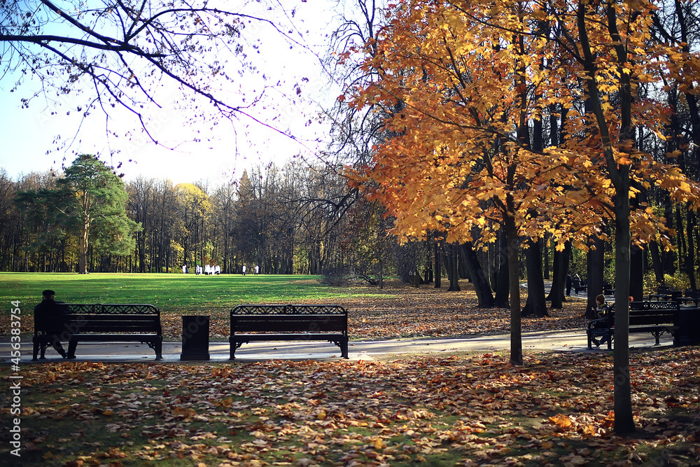 autumn season landscape in park, view of yellow trees alley background