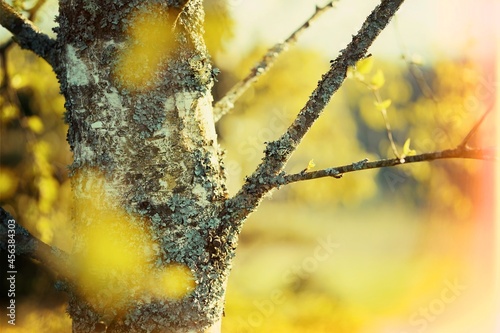 Birch In The Sun - Yellow Background