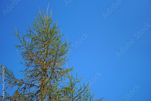 Larch In The Blue Sky