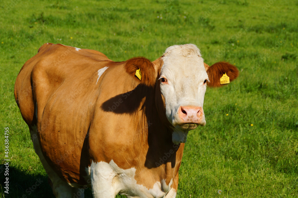 a beautiful cow grazing in the Austrian Alps in the Schladming-Dachstein region (Austria) a beautiful cow grazing in the Austrian Alps in the Schladming-Dachstein region (Austria)